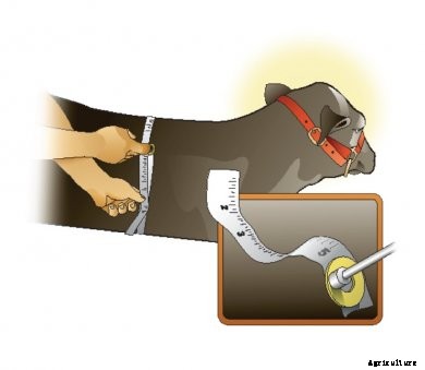 all-around-farm-heifer-magnet All Around the Farm: May 2017